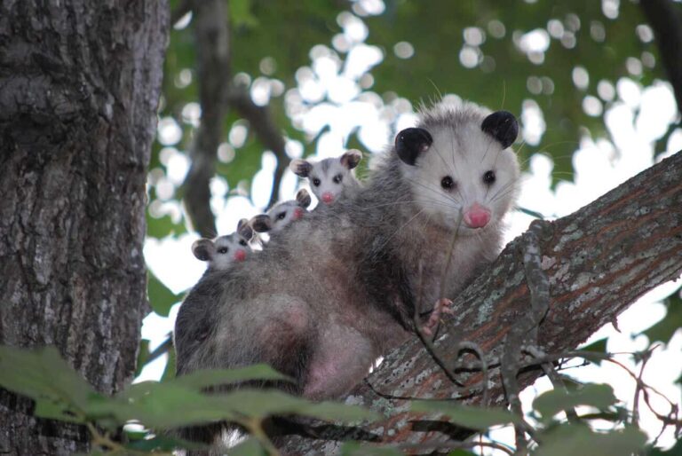Fascinating Facts About Opossums!